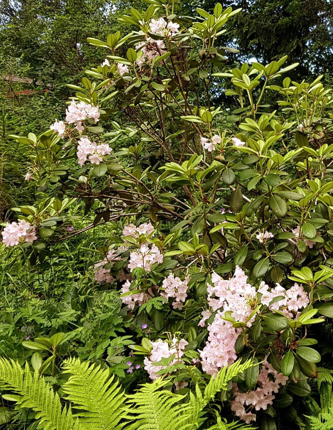 Rhododendron Helsinki University