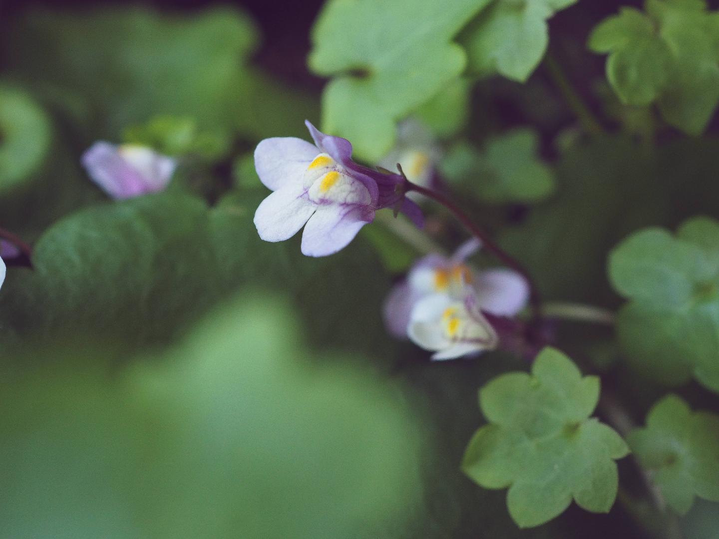 Norrakrakhultsträdgård