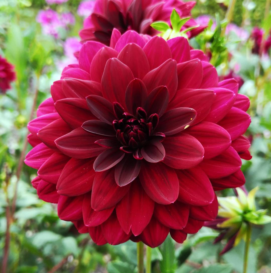 Dahlia Garden Wonder