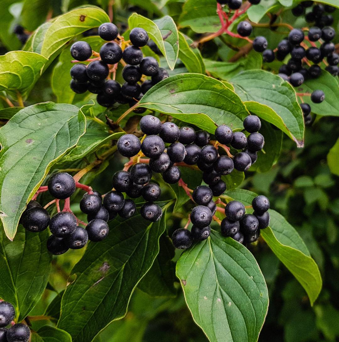 Svartaronia 