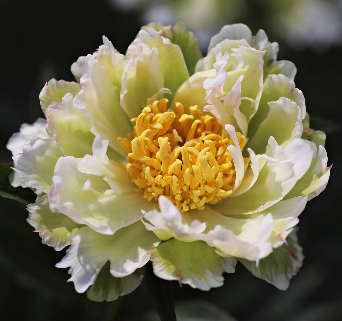 Luktpion Green Lotus