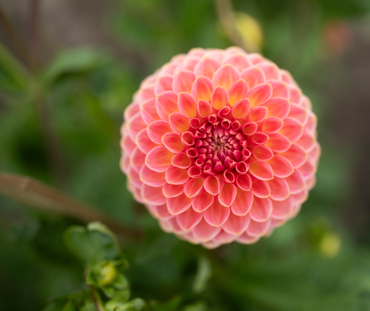 Dahlia Hillcrest Suffusion