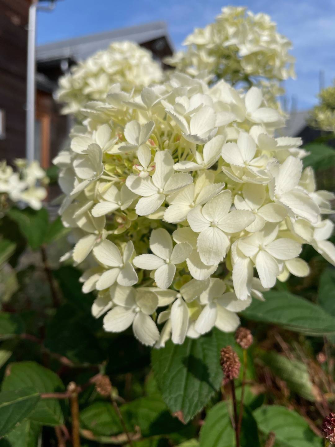 Syrenhortensia Whitelight