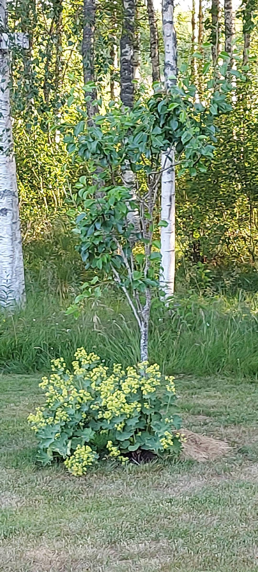 Pålandet