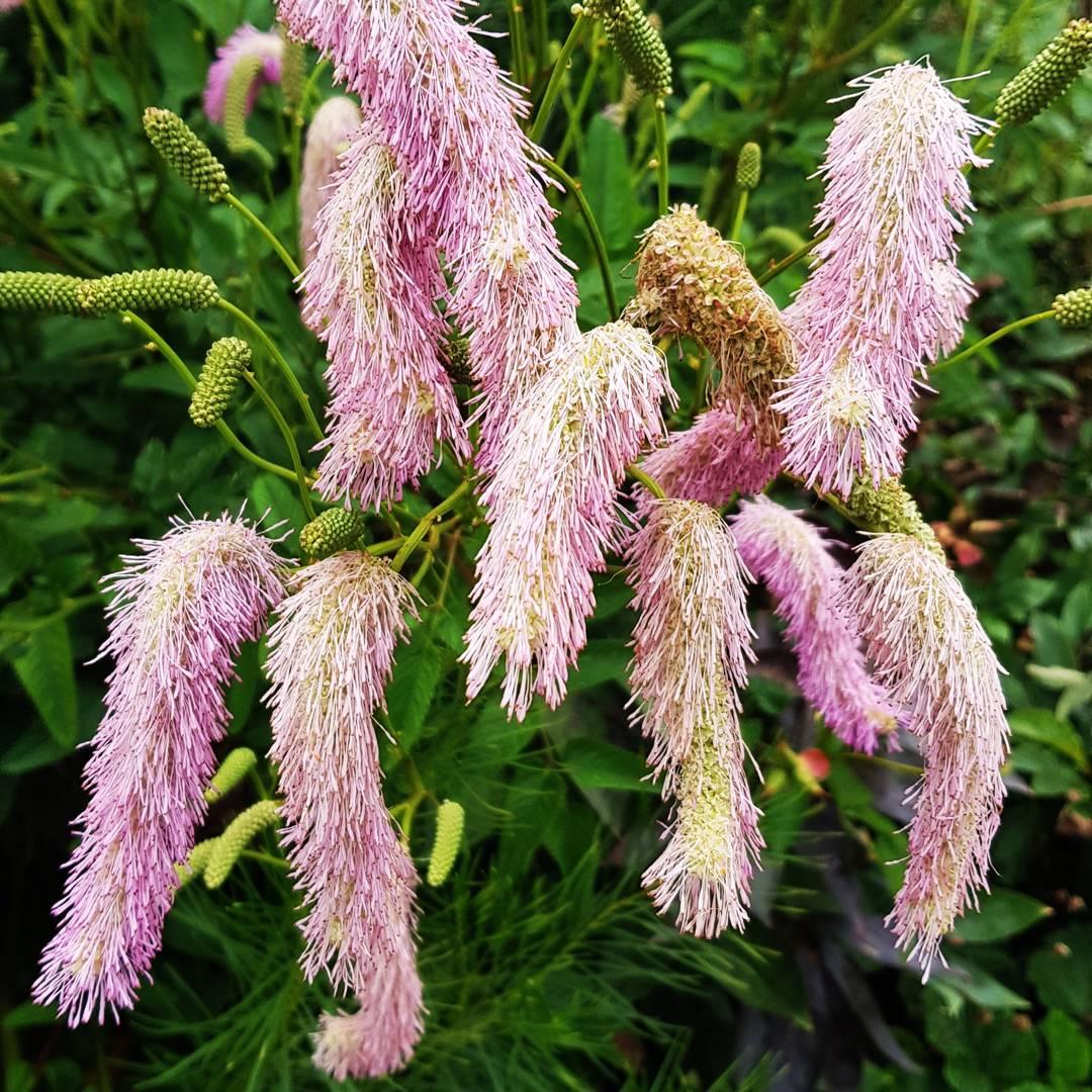 Pimpinell Pink Brushes