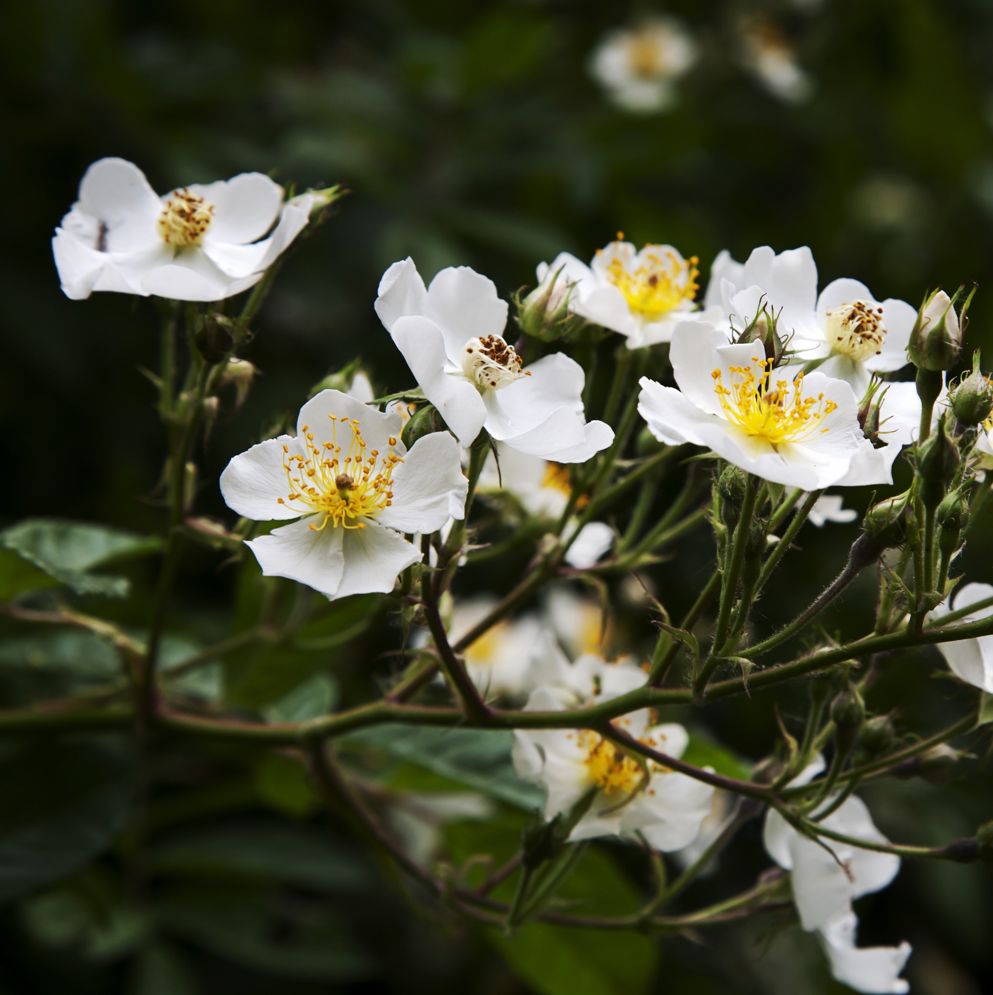 Japansk Klätterros Multiflora