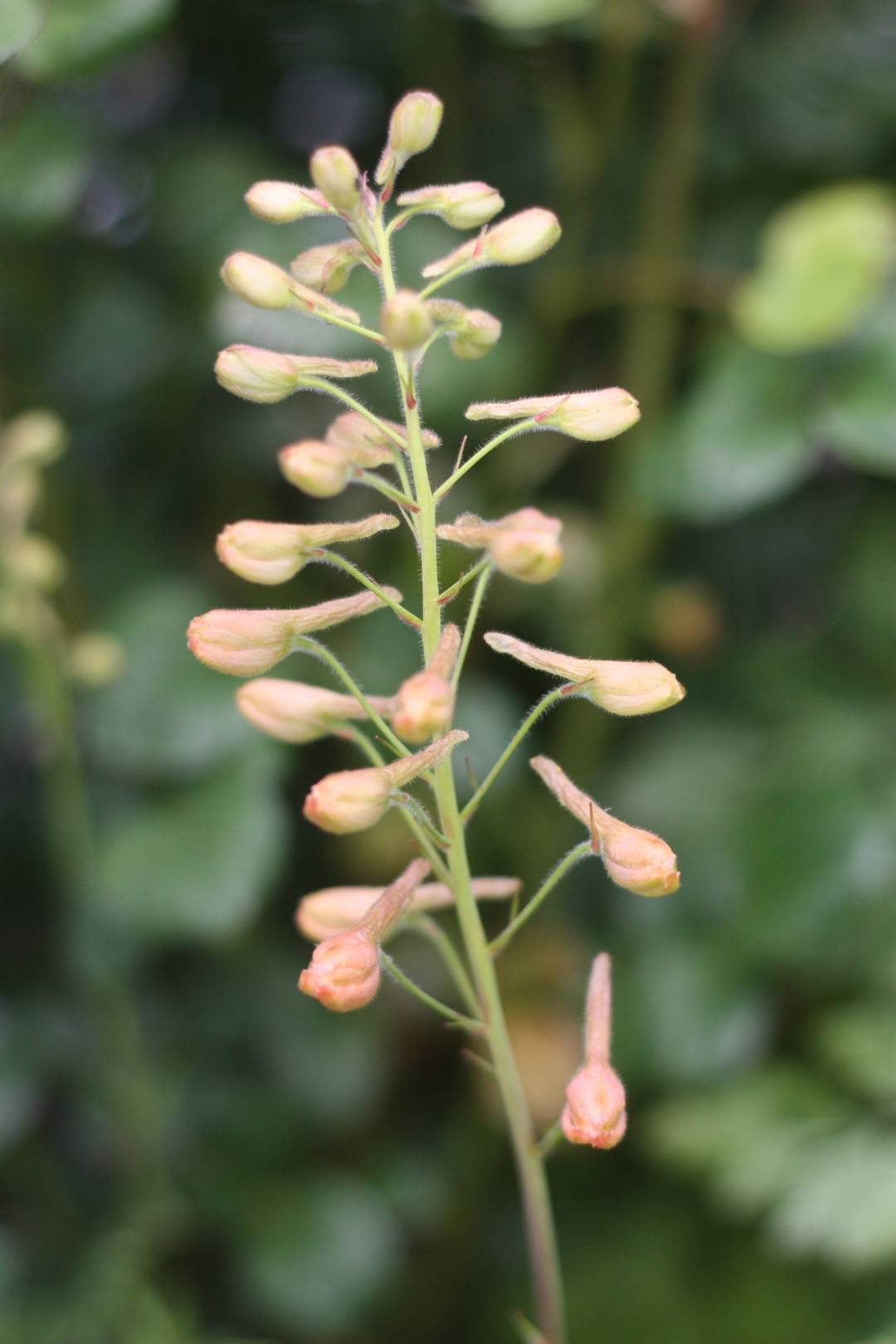 Rosenriddarsporre Pink Sensation