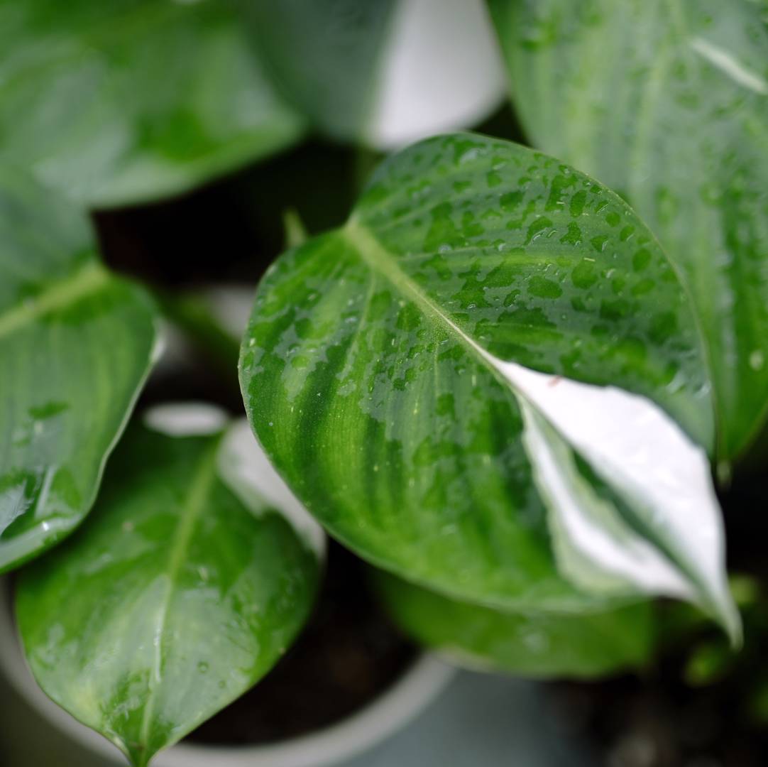 Philodendron White Wizard