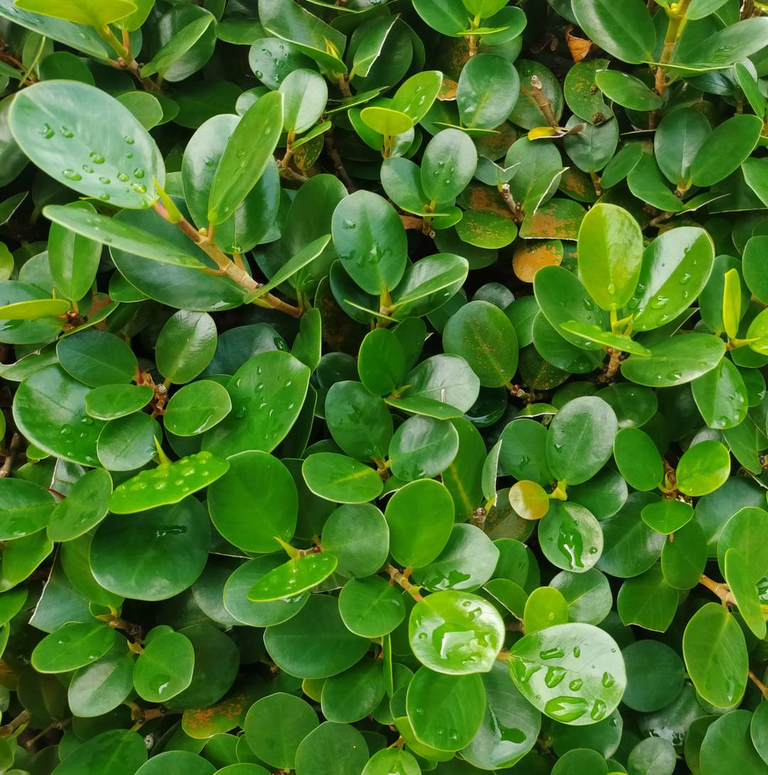 Citronfikus 