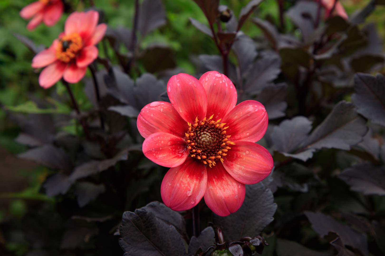 Dahlia Dahlegria Tricolore