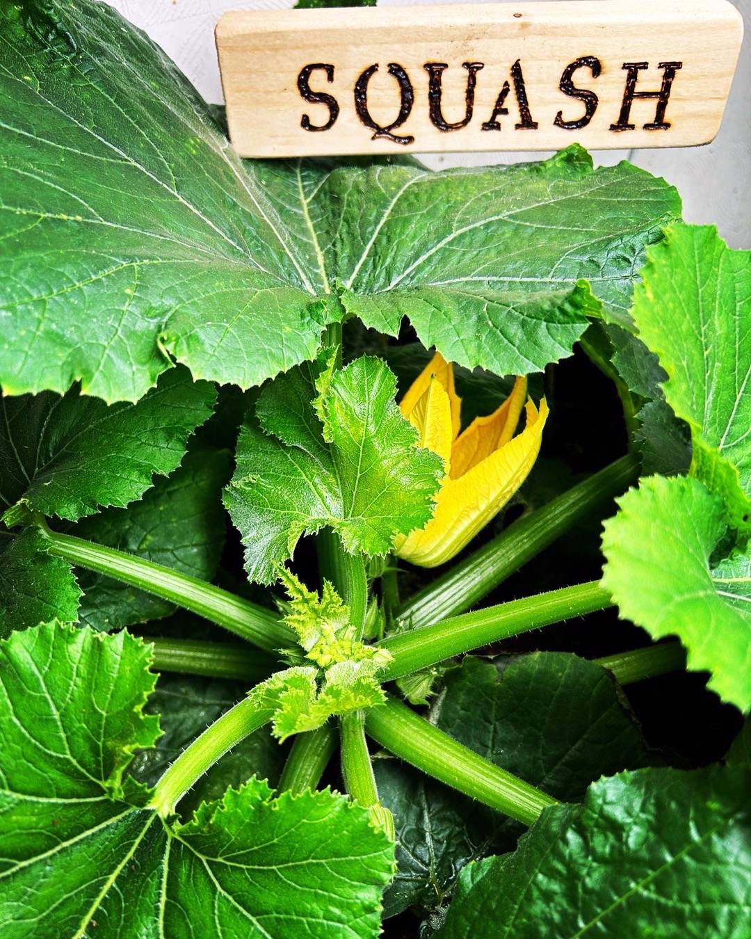 Backens Grönsaksodling