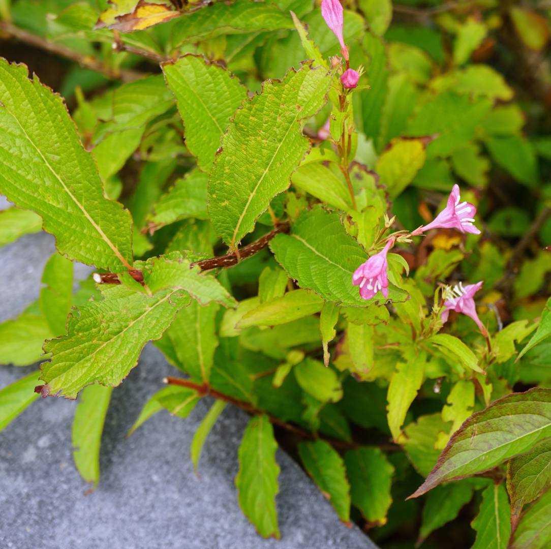 Trädgårdsprakttry Picobella Rose
