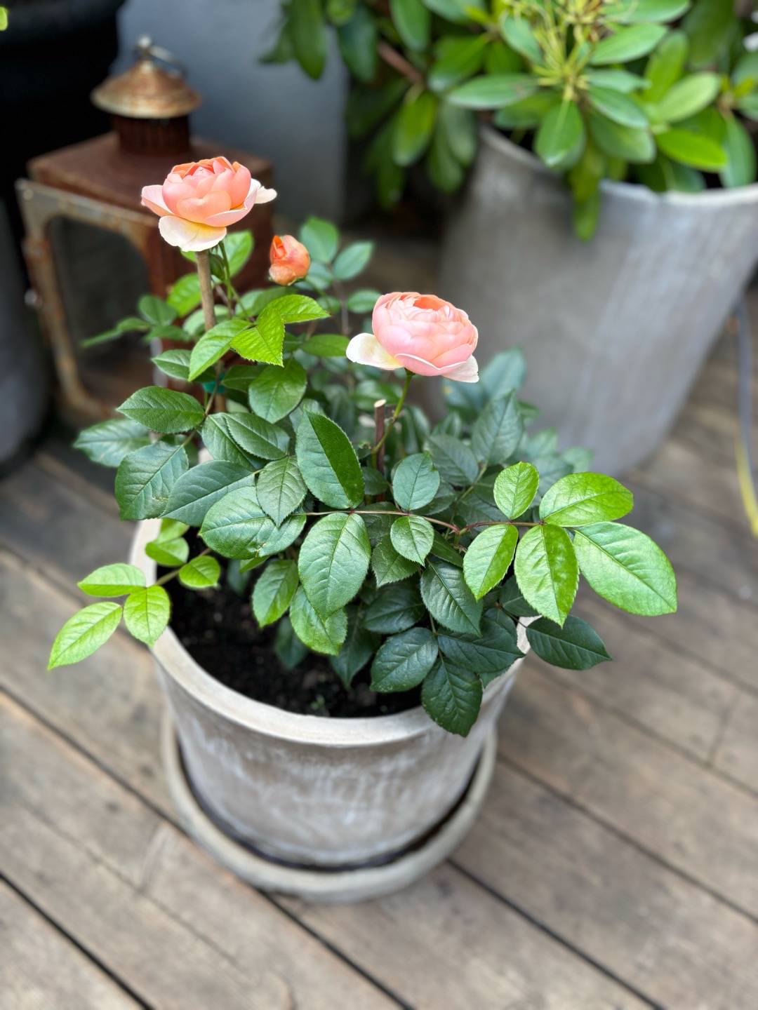 Sjöstadens blomsterträdgård