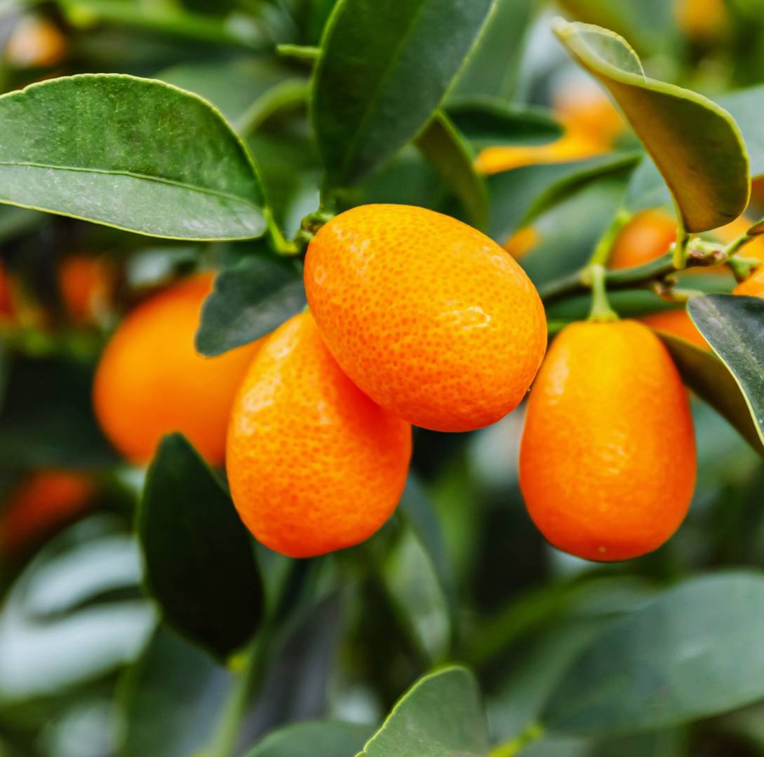 Kumquat 