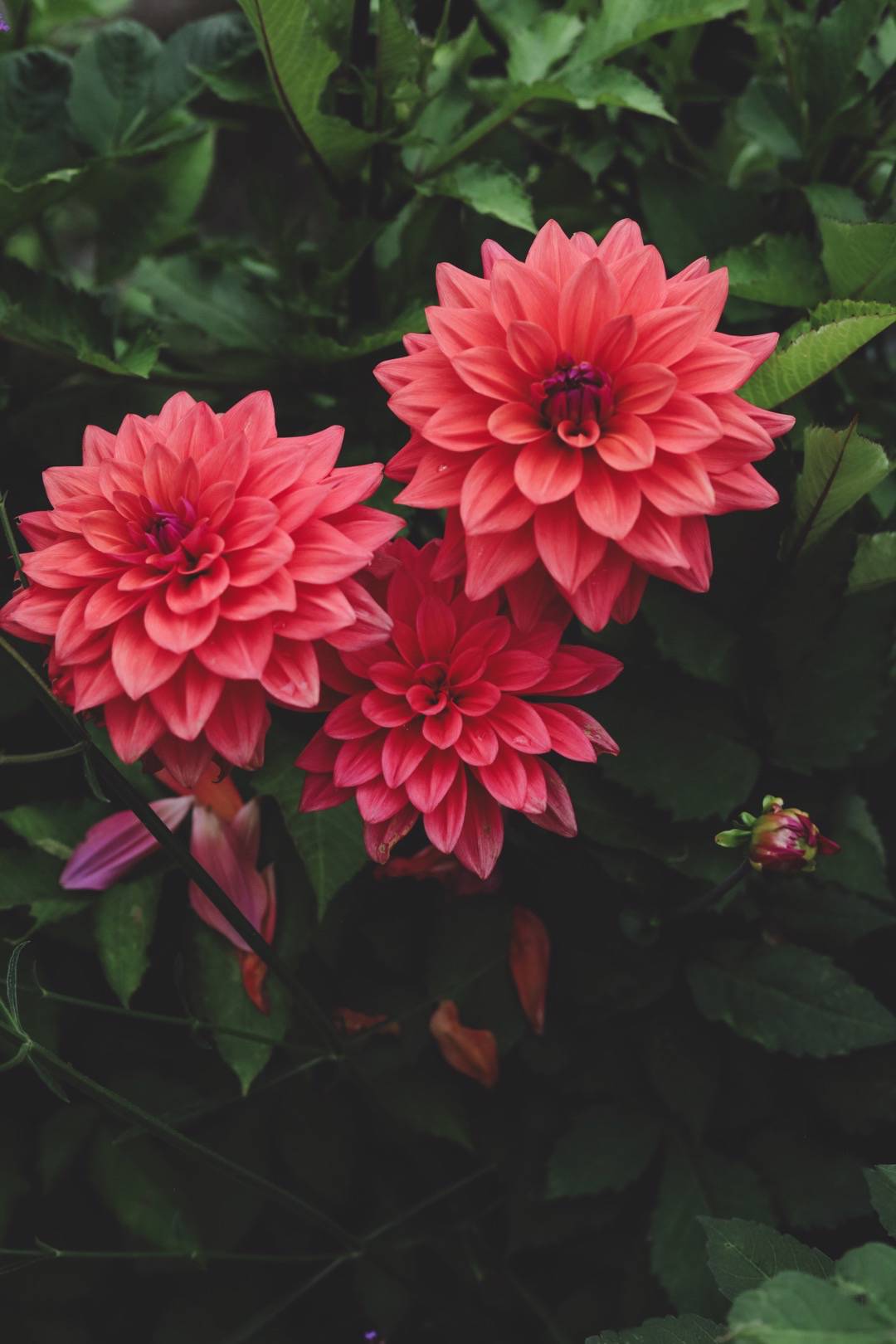 Dahlia American Dawn