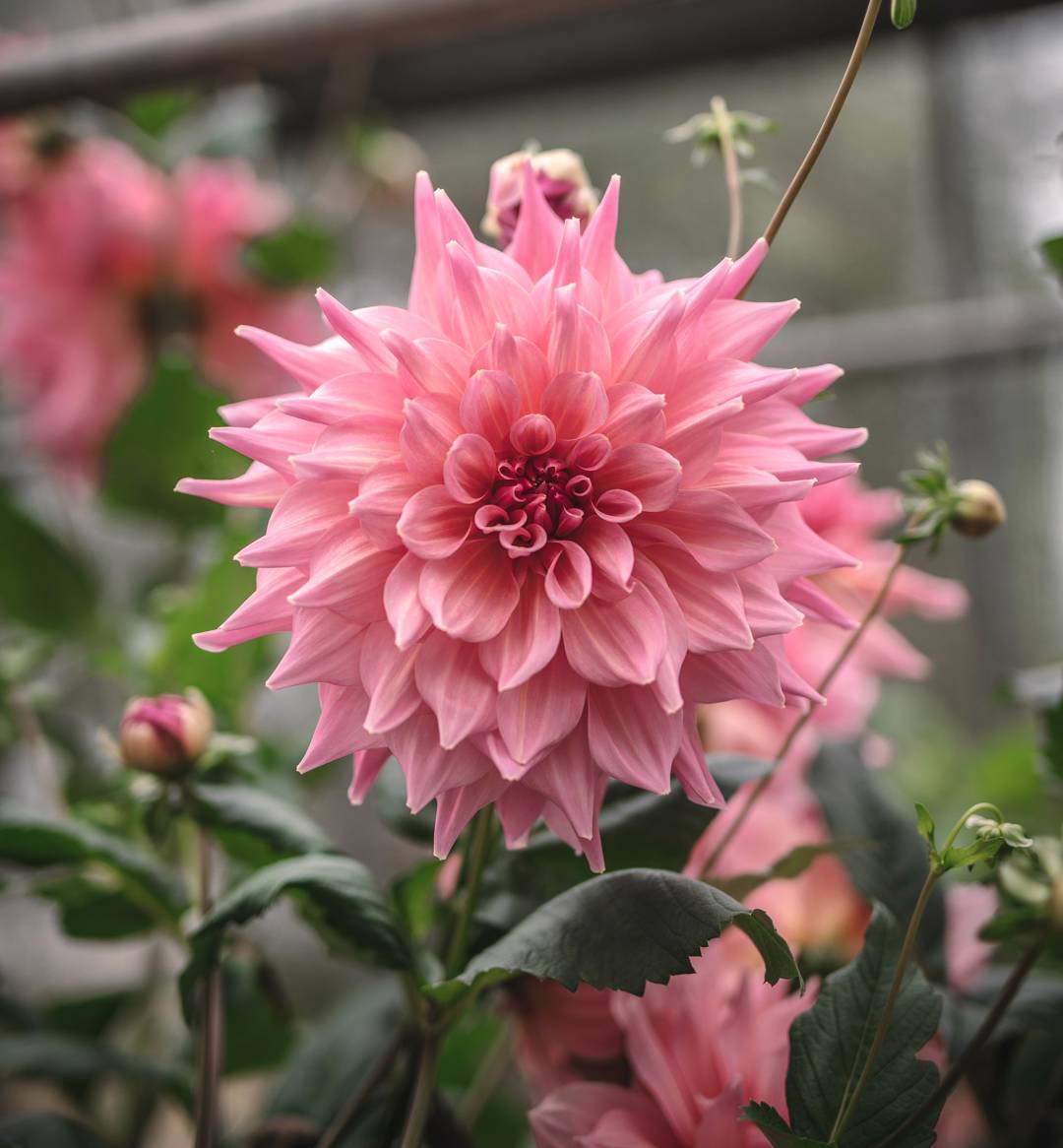 Dahlia Café Au Lait Rosé