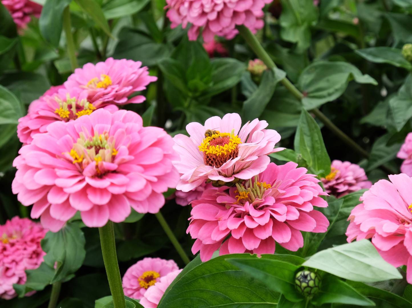 Zinnia Super Yoga Rose