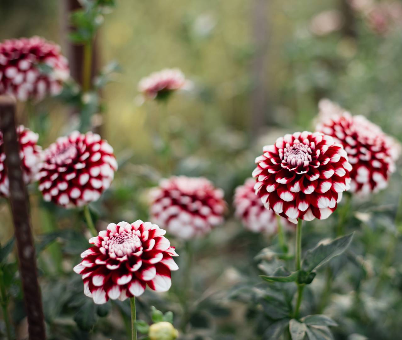 Dahlia Patches