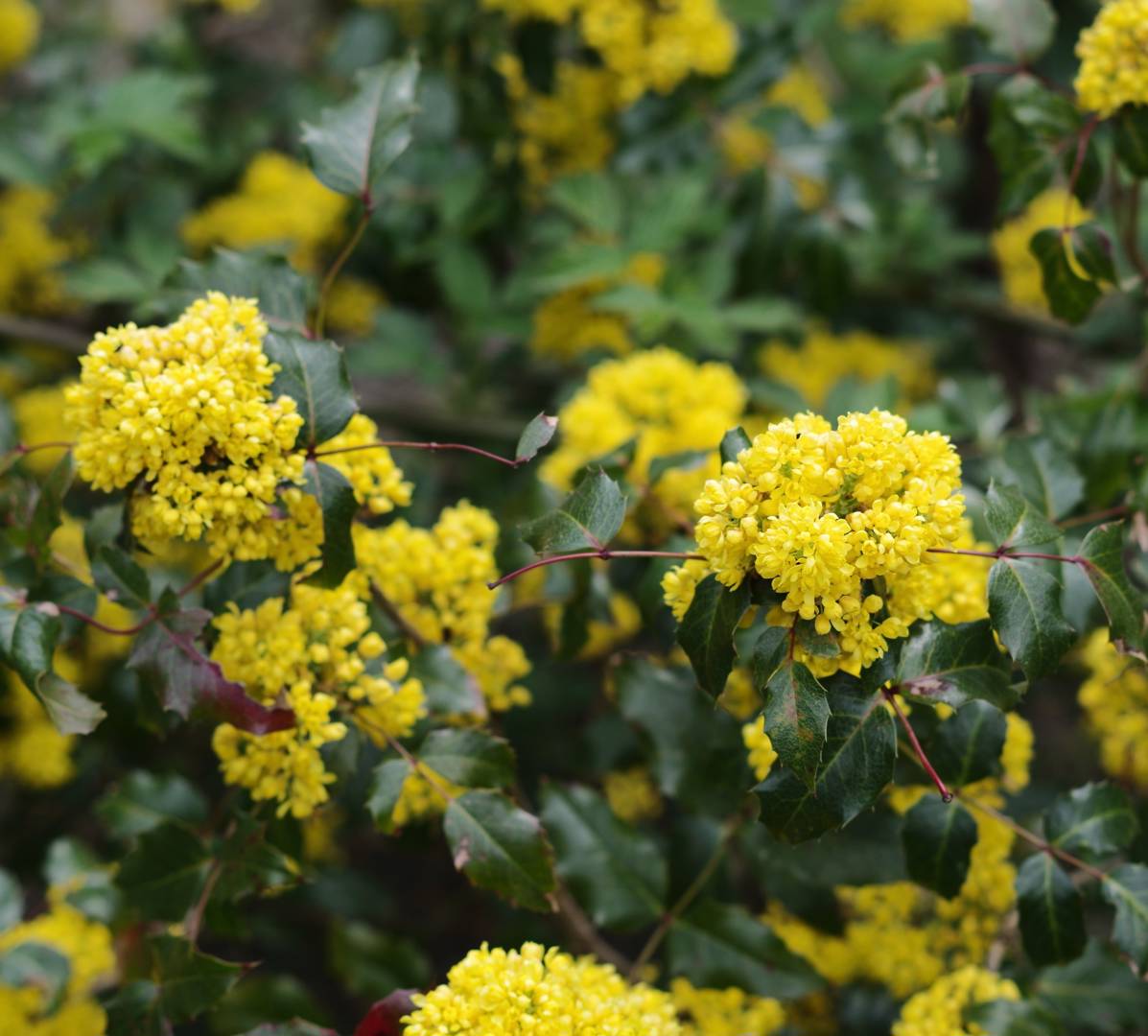 Mahonia 