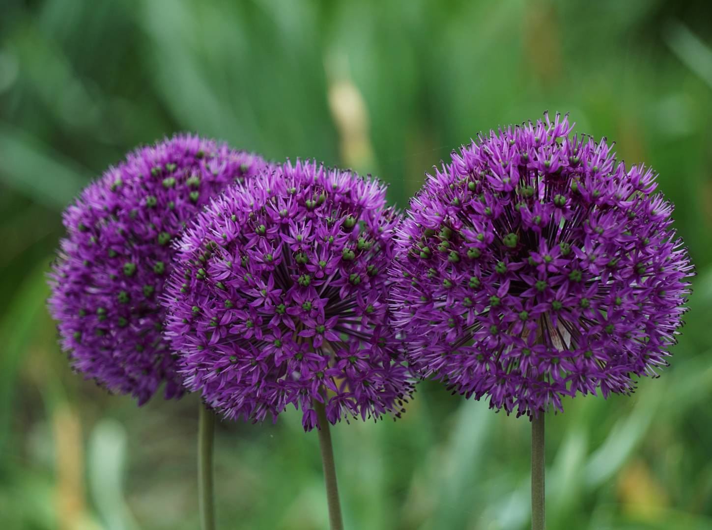 Kirgislök Purple Sensation