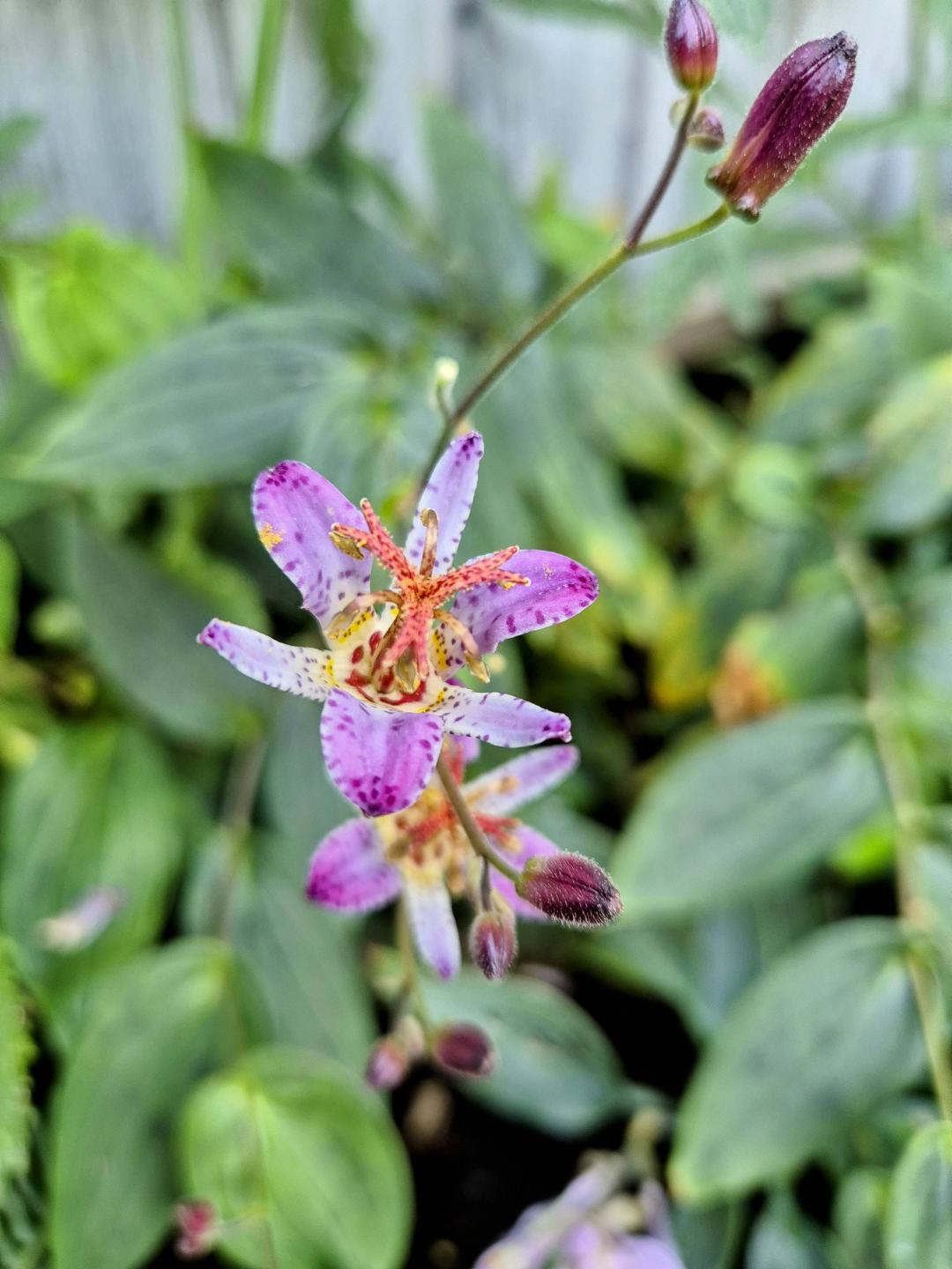 Hårig Skugglilja Taiwan Adbane