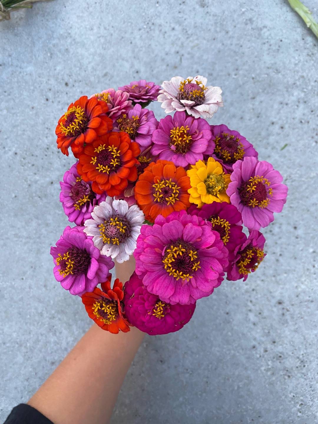 Zinnia Exquisite