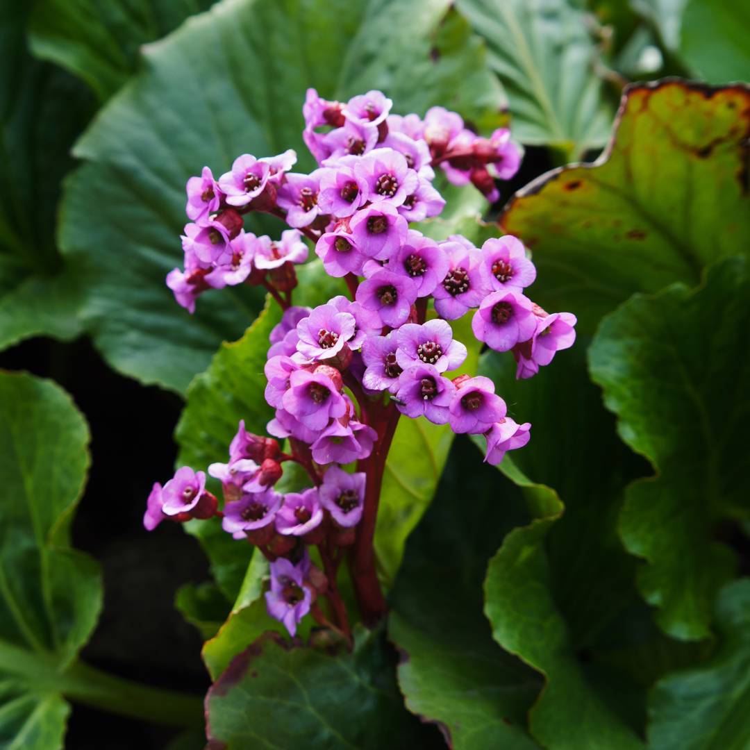 Hjärtbergenia Rotblum