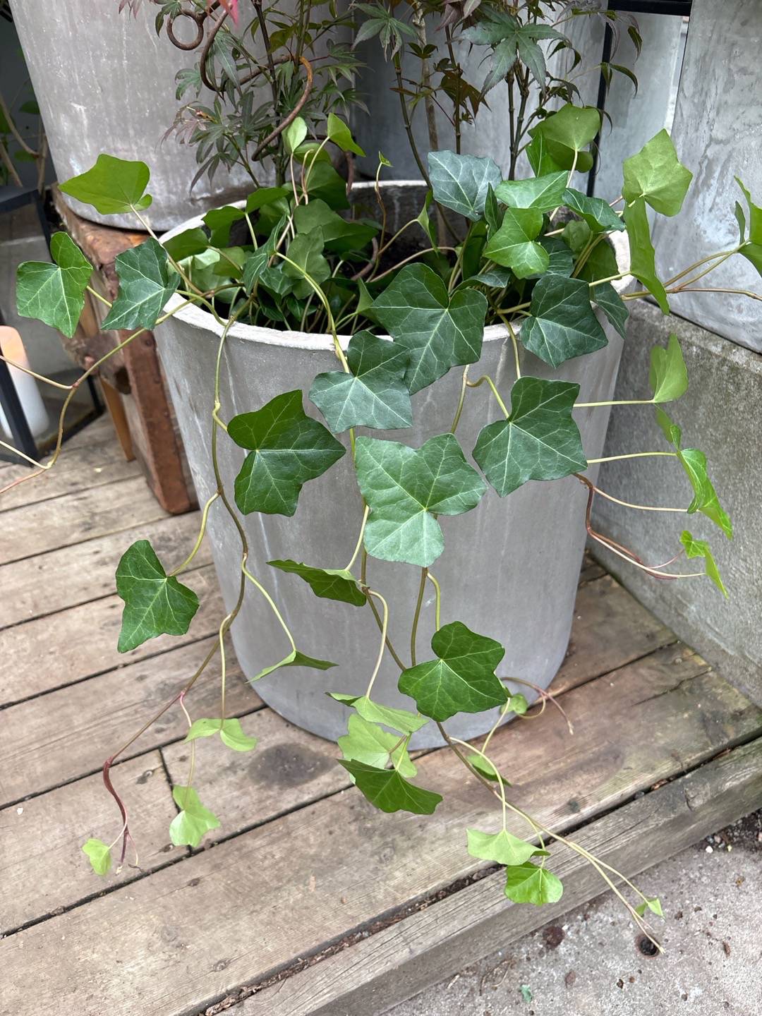 Sjöstadens blomsterträdgård