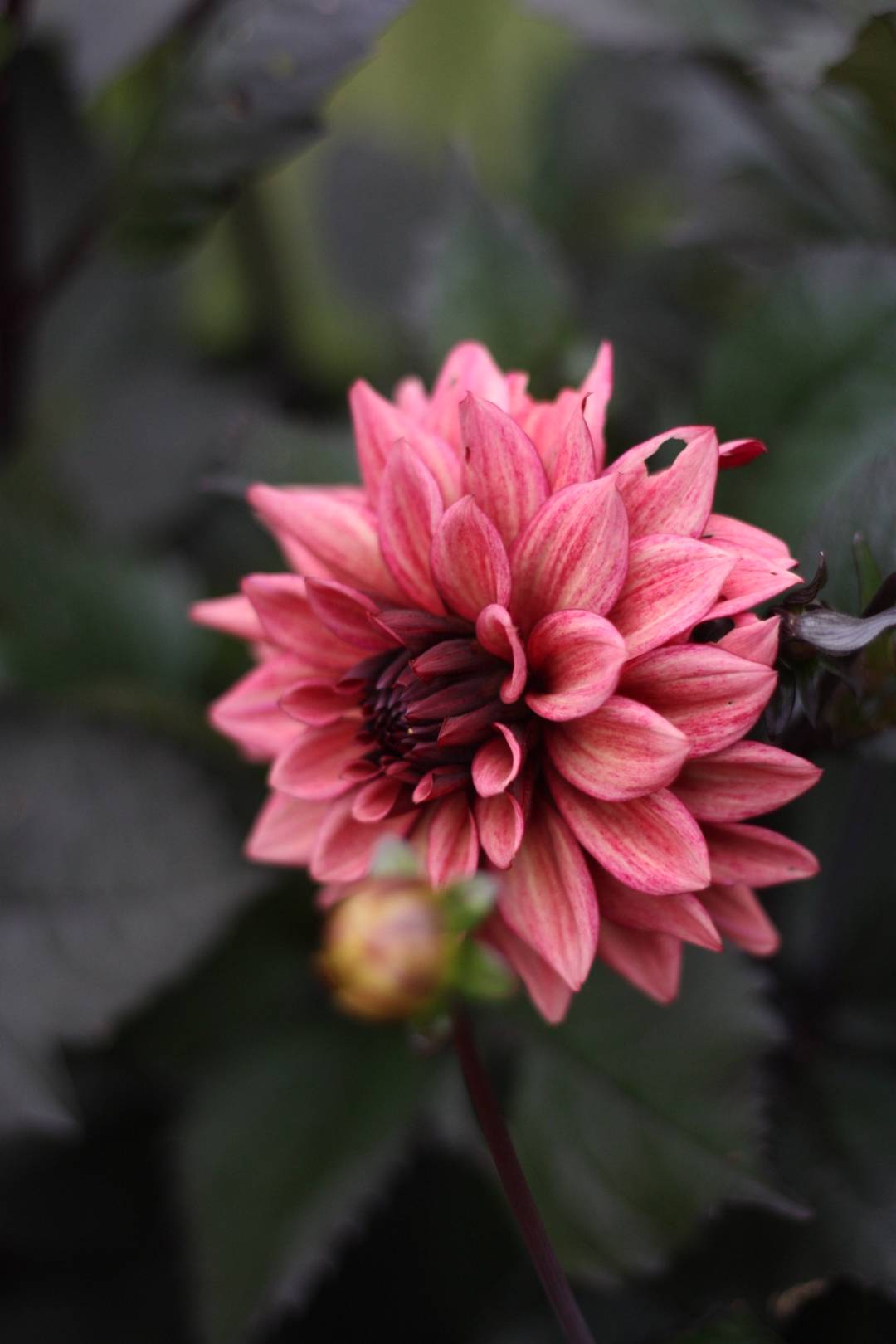 Dahlia Night Silence