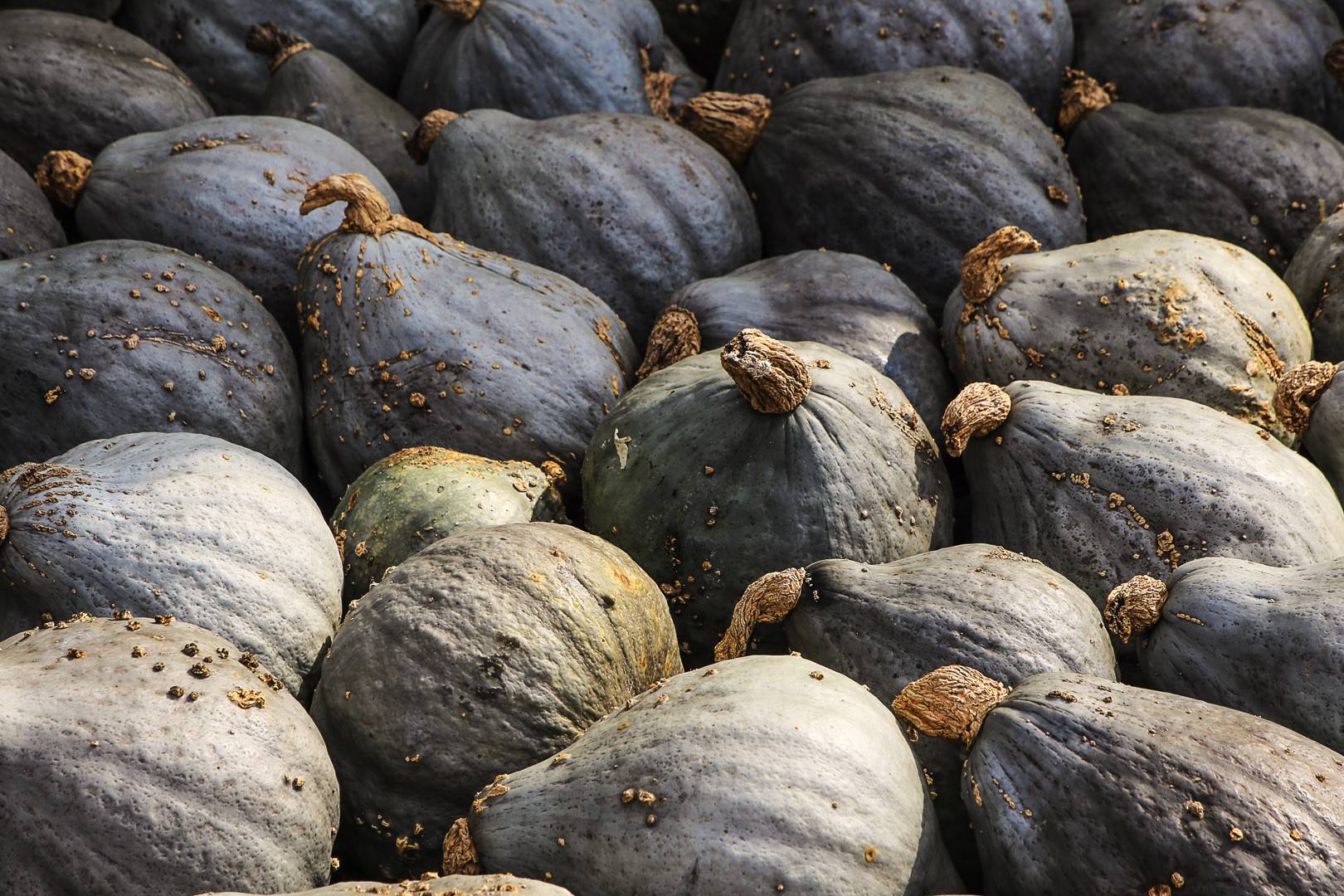 Hubbardpumpa Blue Hubbard