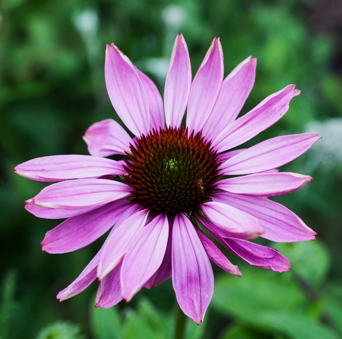 Oh!Garden - Röd Solhatt Prairie Splendor