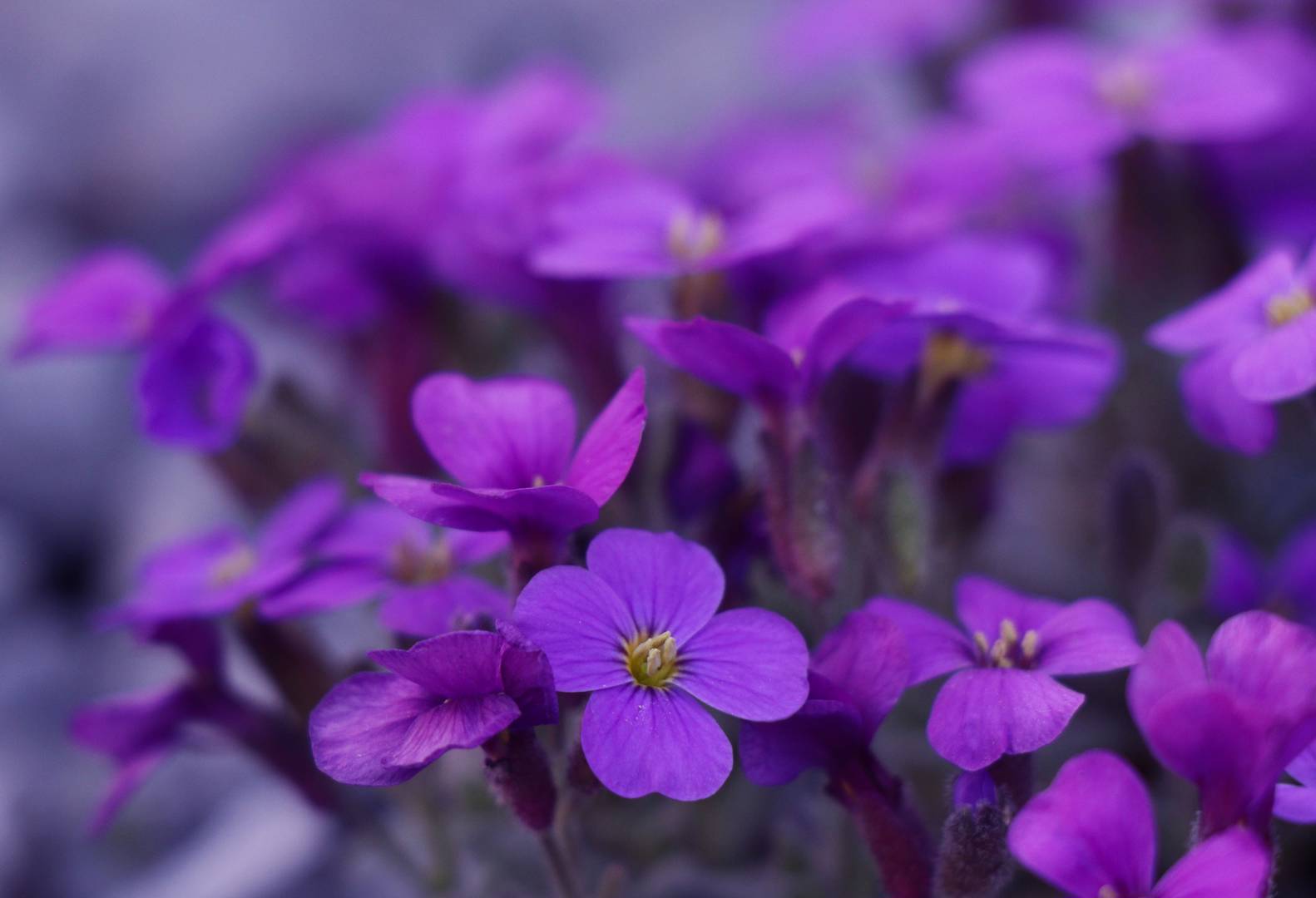 Aubrieta Cascade Blue