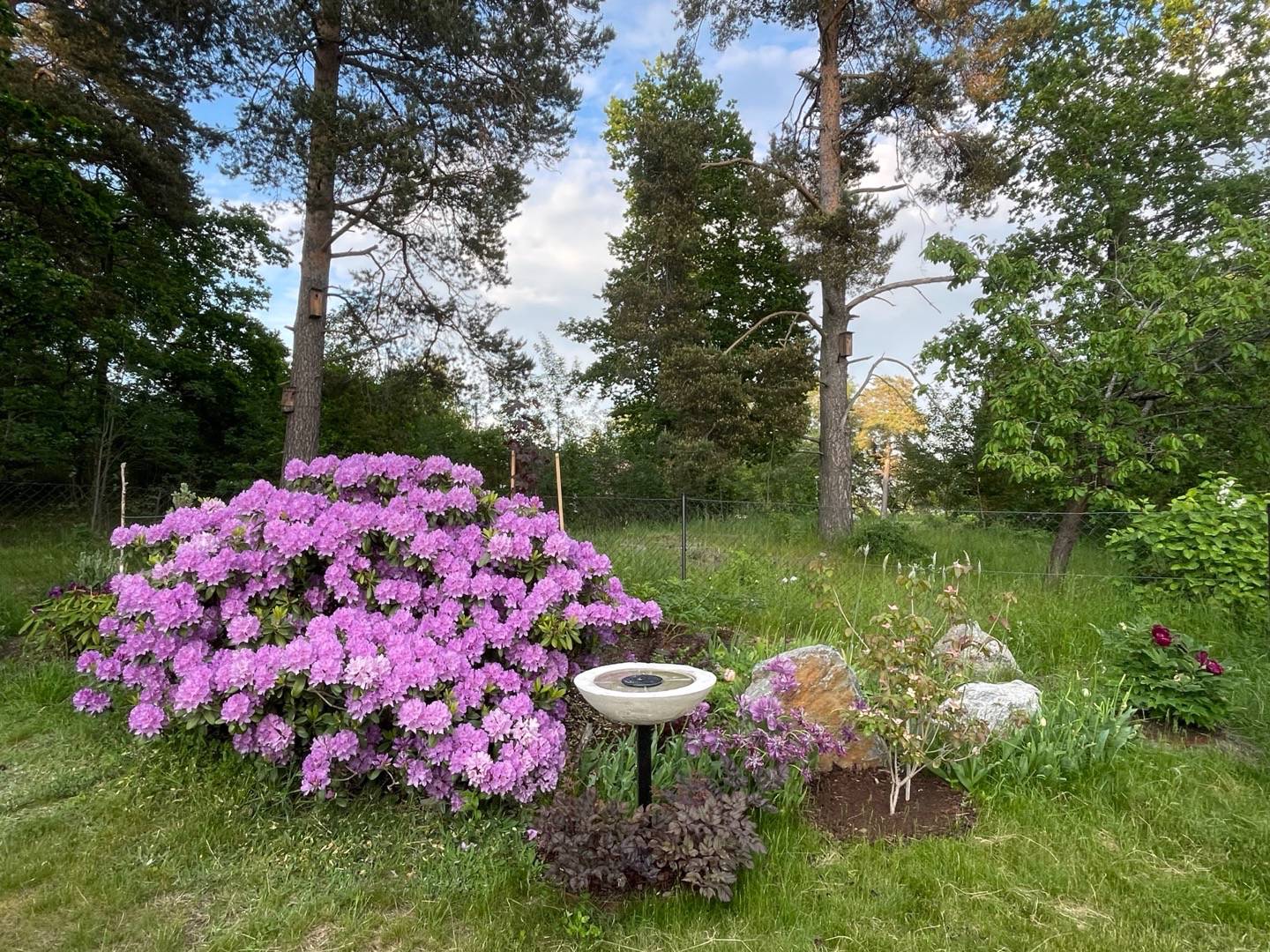 bulbaholic.anonymous