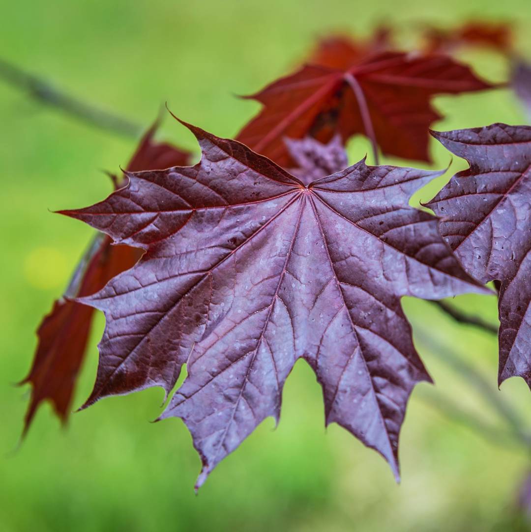Rödbladig Skogslönn Royal Red