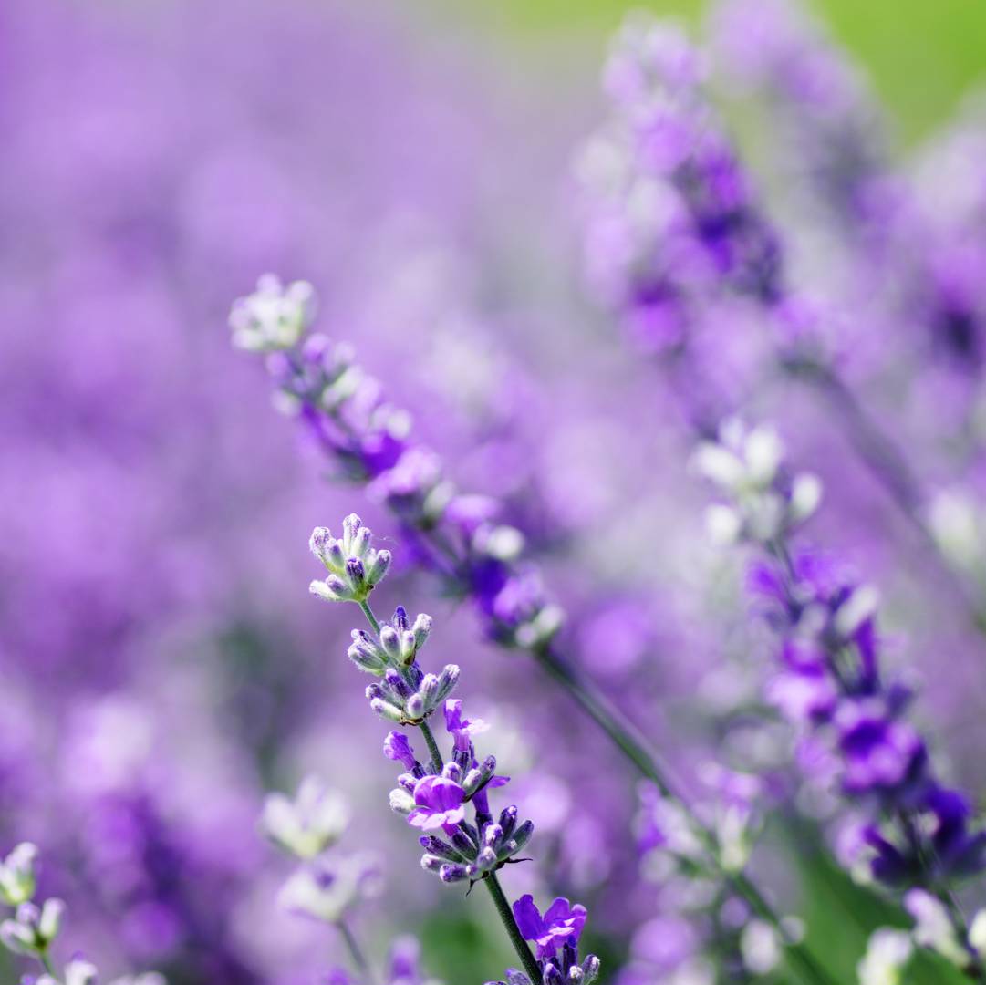 Lavendel Munstead