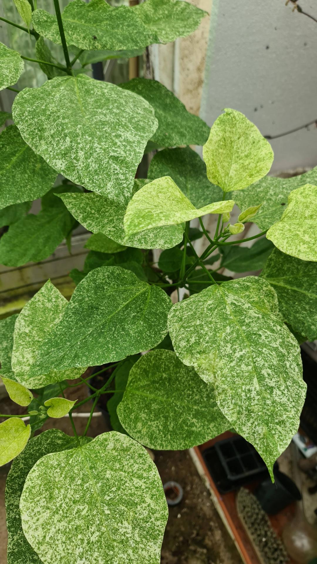 Katalpa Pulverulenta