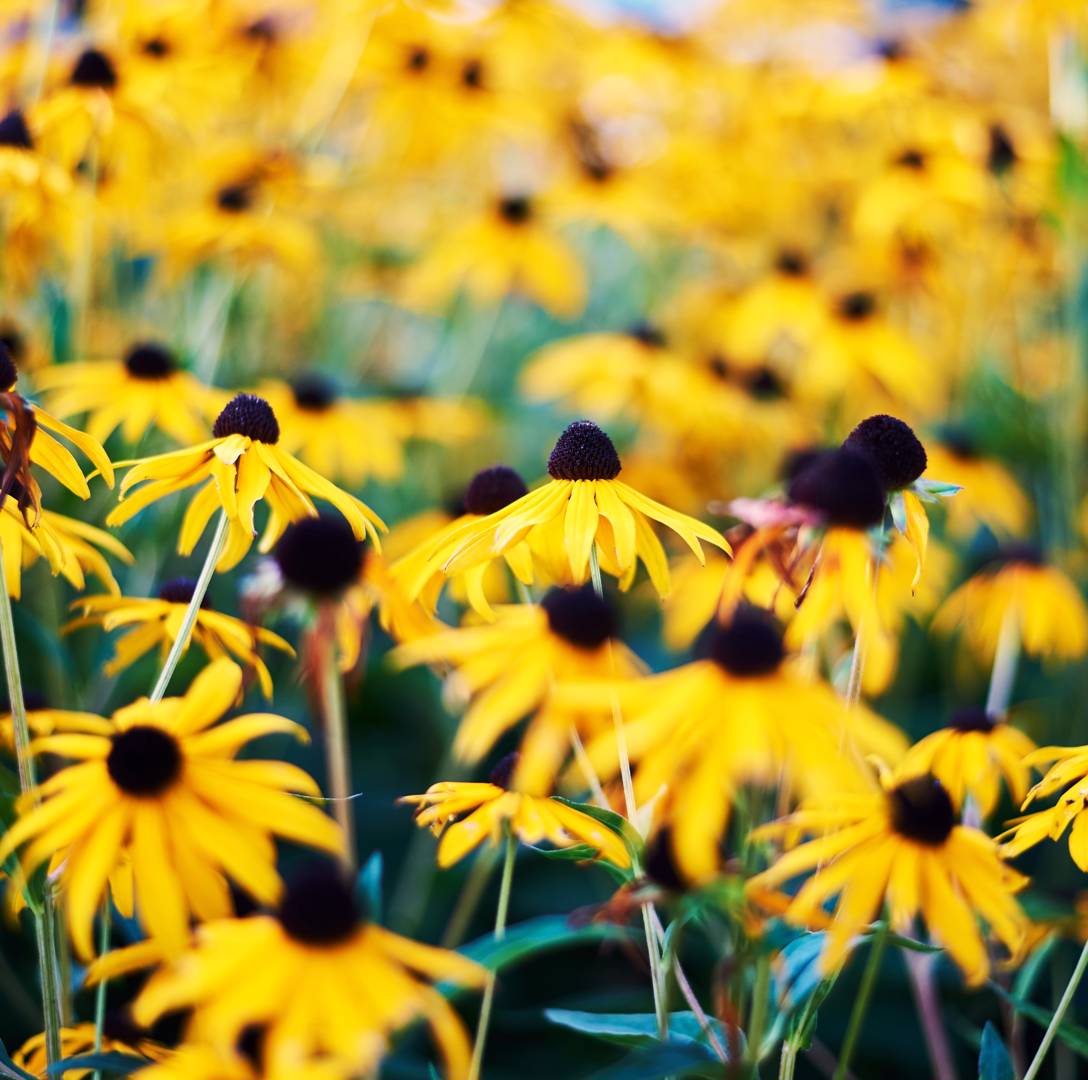 Strålrudbeckia Goldsturm