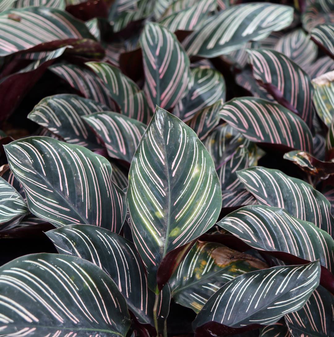 Finkalatea Sanderiana