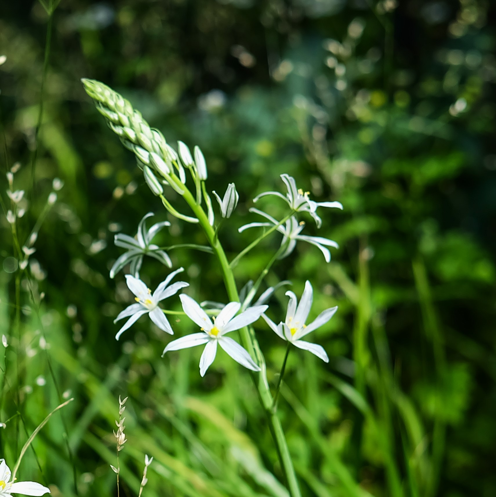 Ornithogalum ponticum Sochi