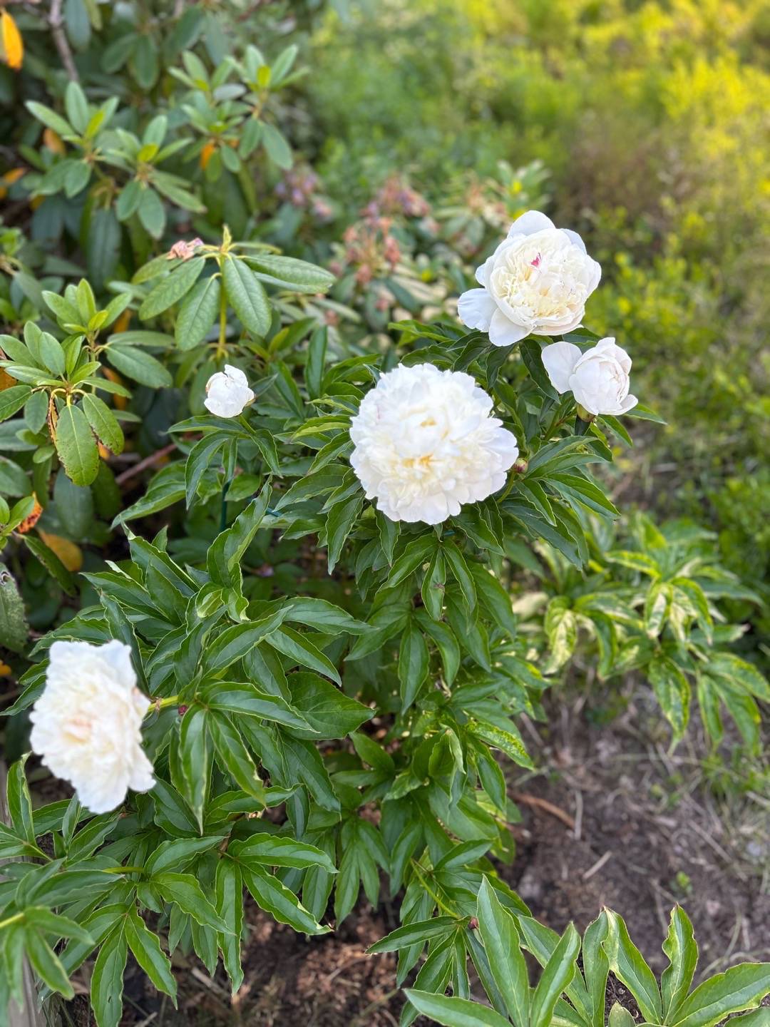 Saras skogsträdgård