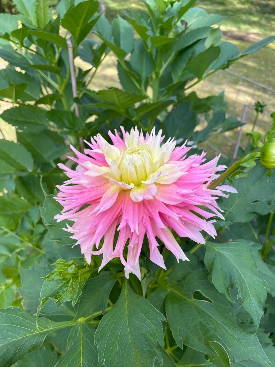 Oh!Garden - Dahlia Just Married
