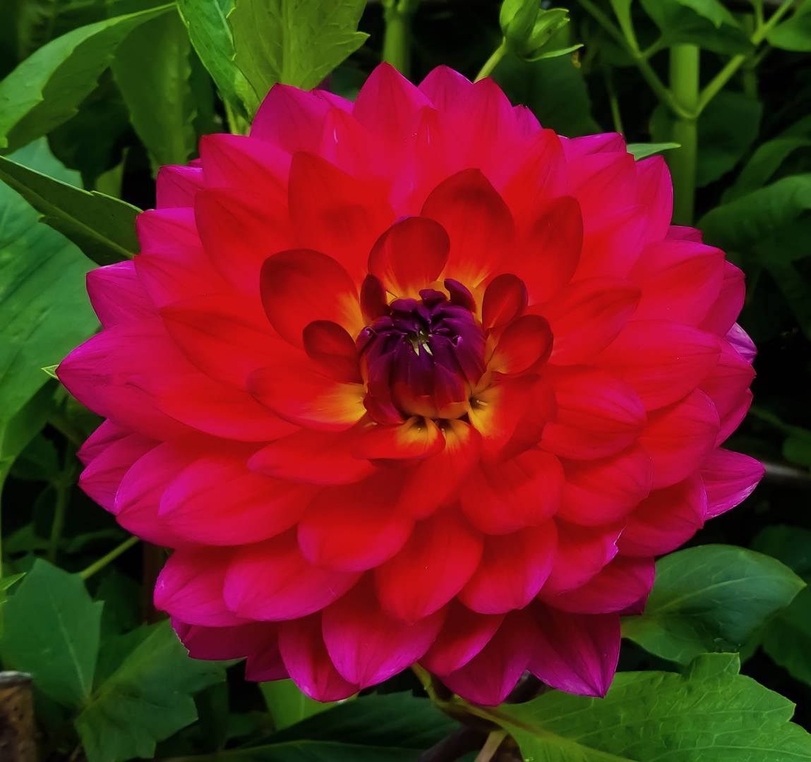 Dahlia Kilburn Glow