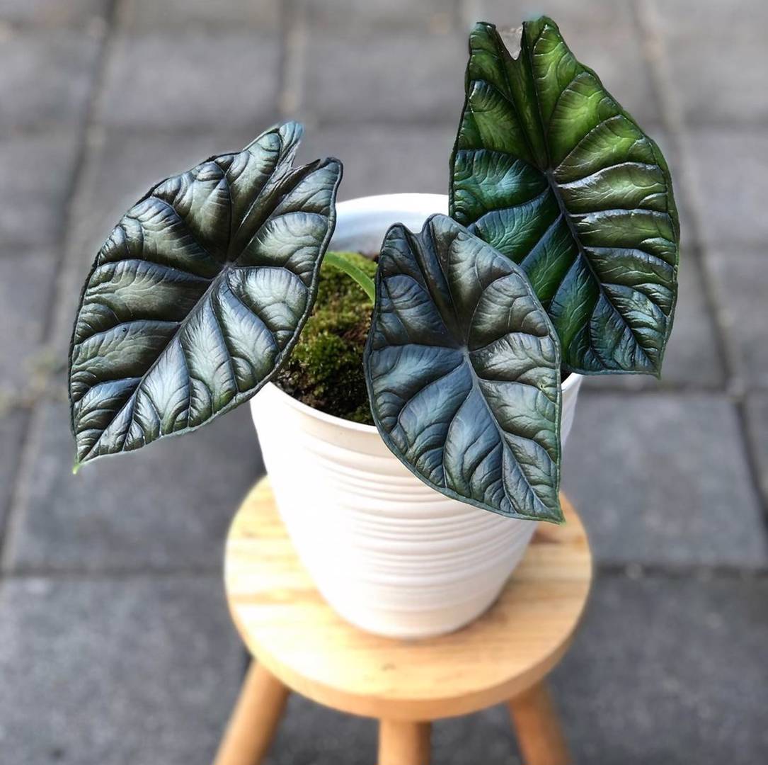 Alokasia Dragonscale