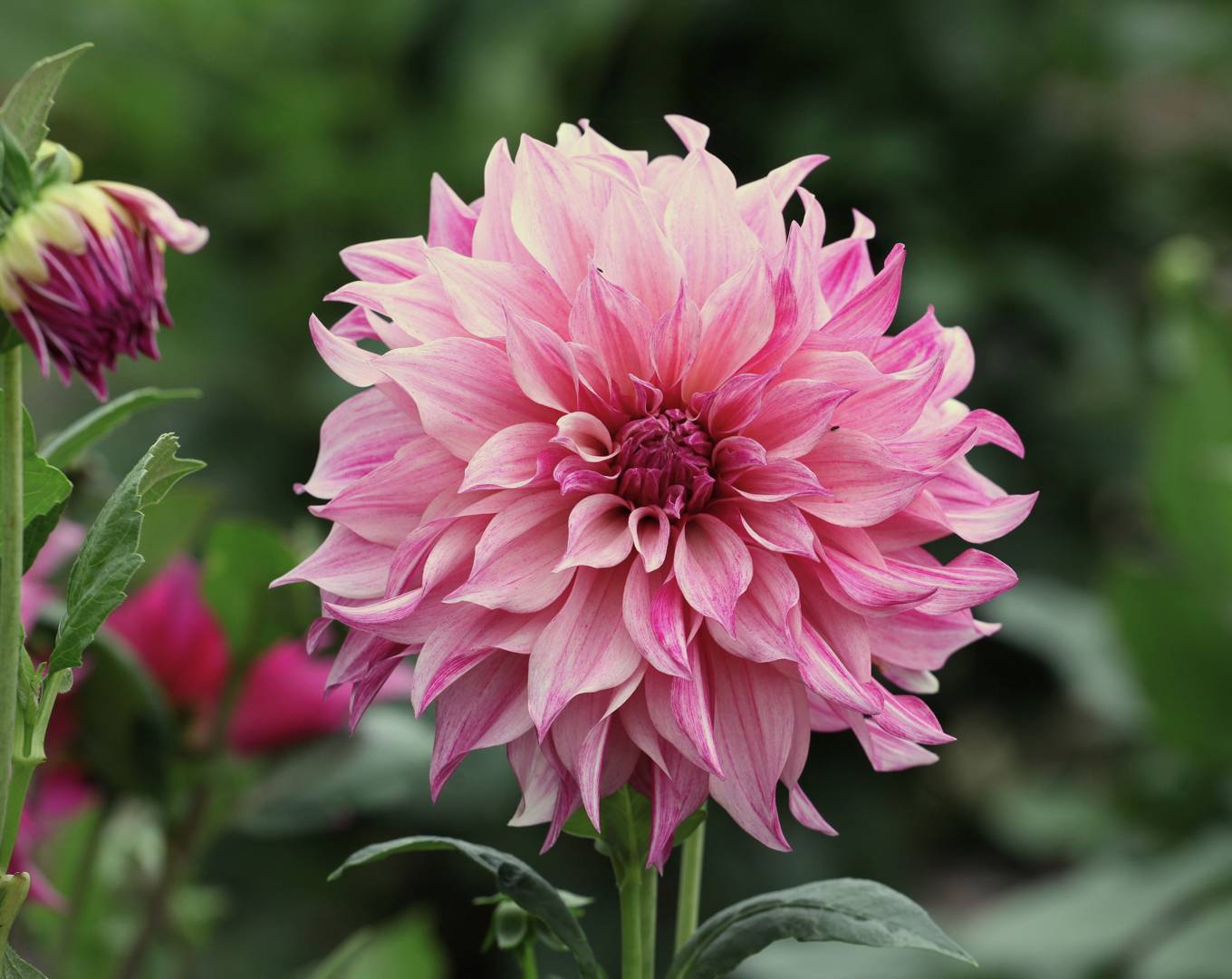 Dahlia Café Au Lait Royal