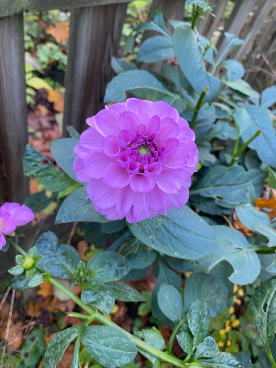 Petra på Blomstervägen