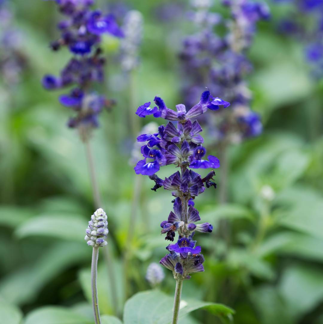 Daggsalvia Mystic Spires Blue