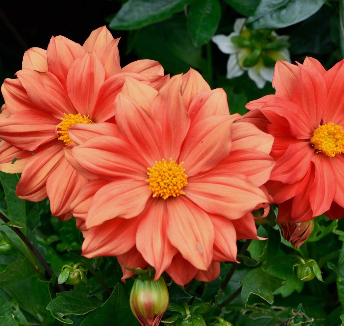 Sommardahlia (Frösådd) Figaro