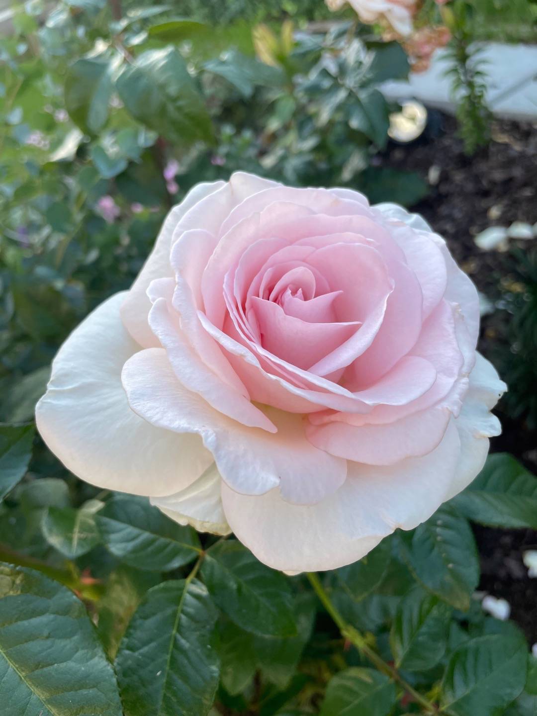 Oh!Garden - Ros Pretty Woman