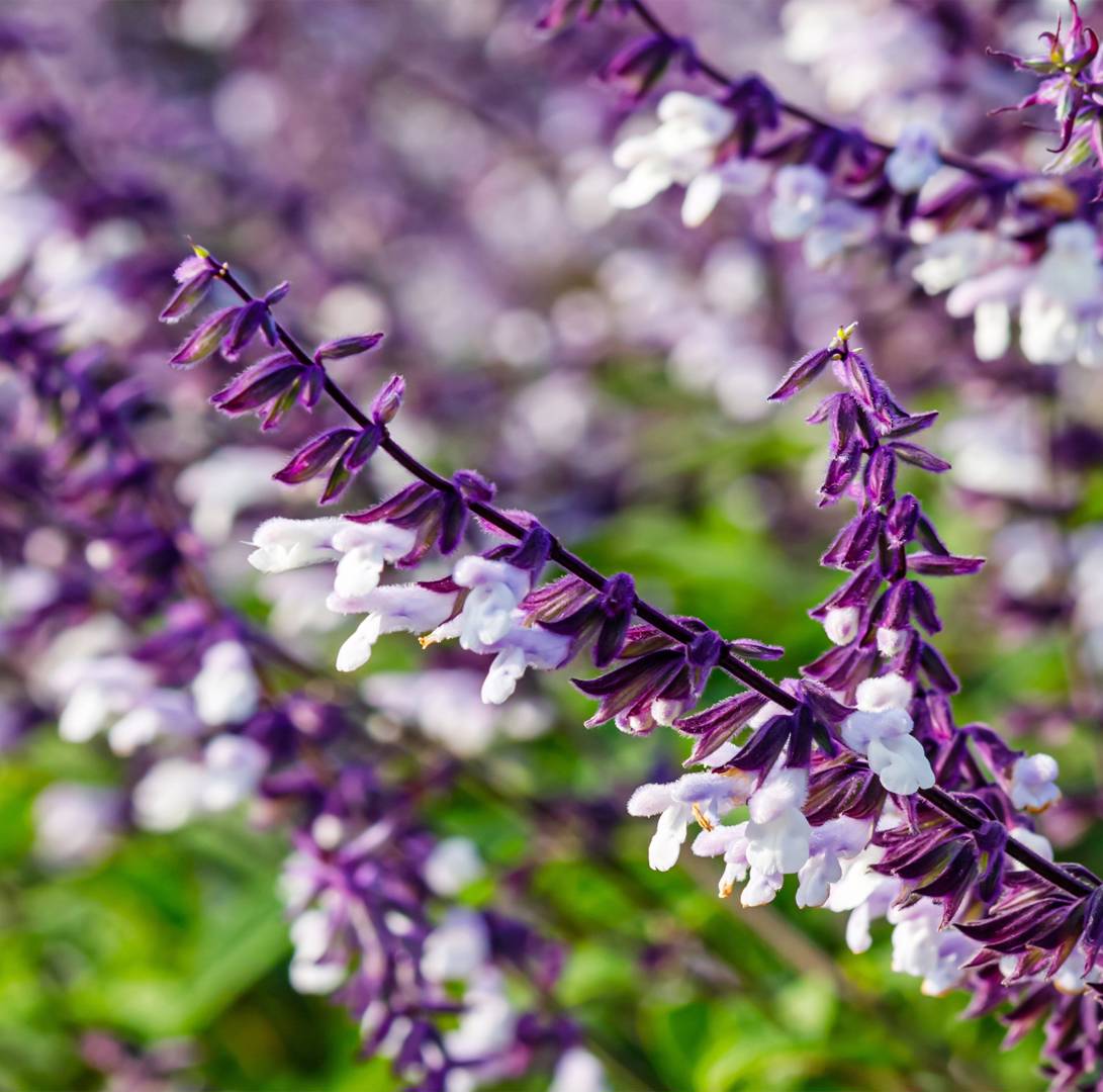 Salvia Phyllis Fancy