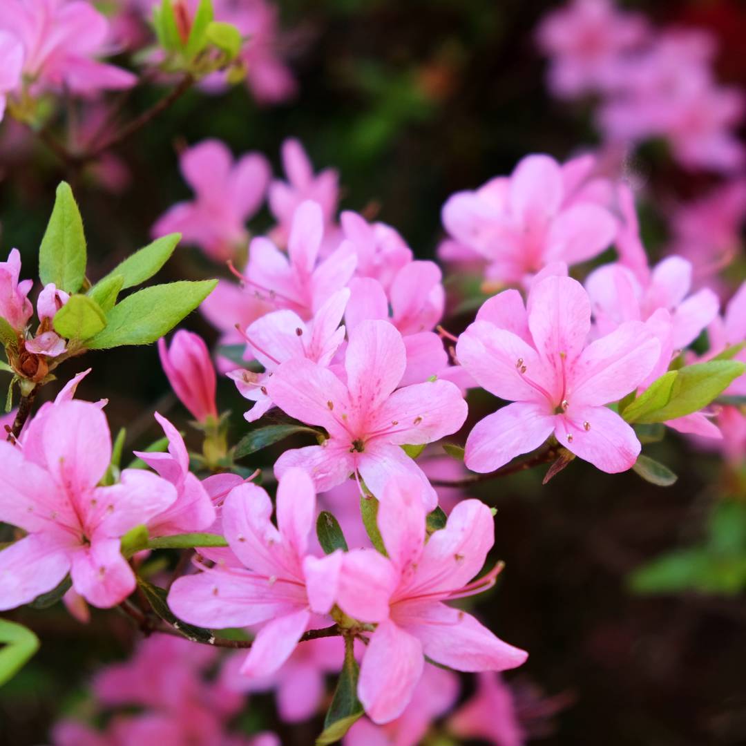 Japansk Azalea Hinomayo